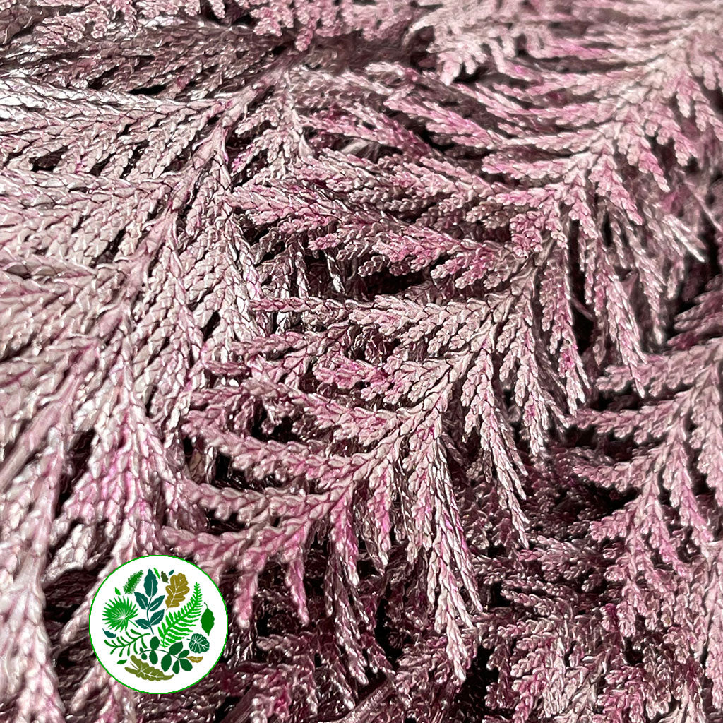 Conifer (Painted) (Various Colours)