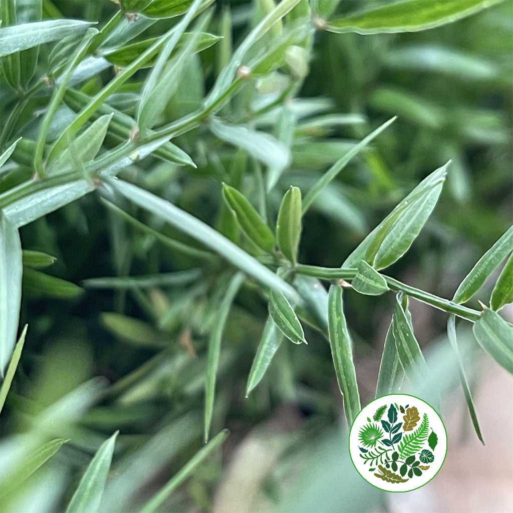 Fern &#39;Asparagus&#39; (Babylonia) (Various Lengths)