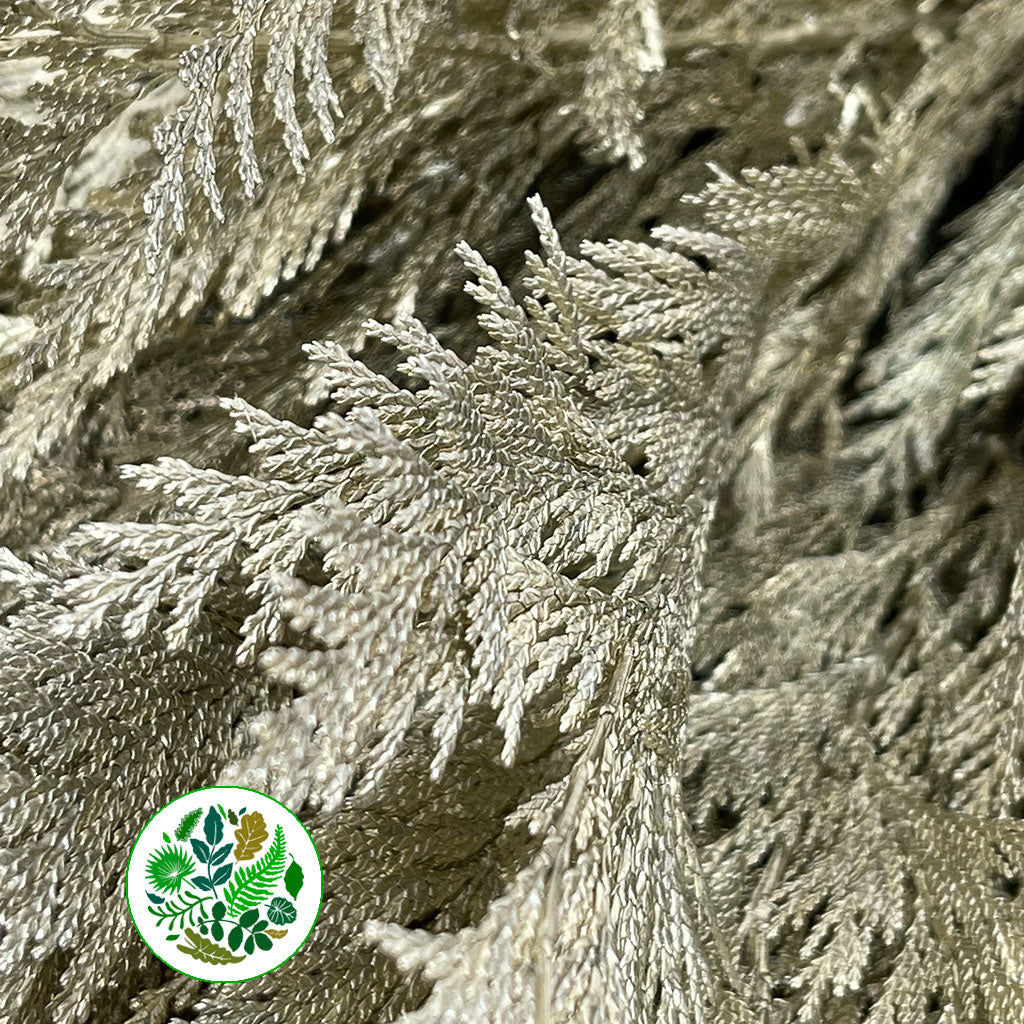 Conifer (Painted) (Various Colours)