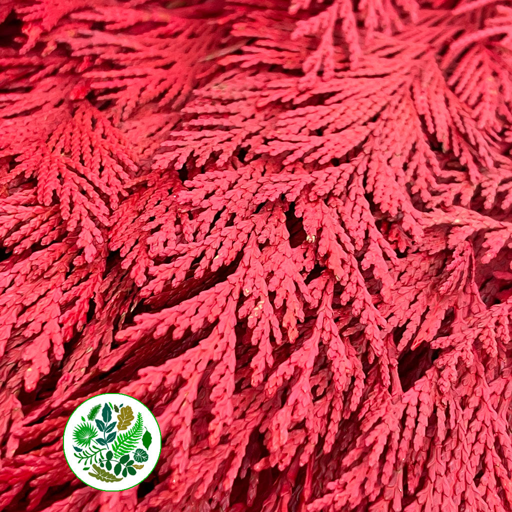 Conifer (Painted) (Various Colours)