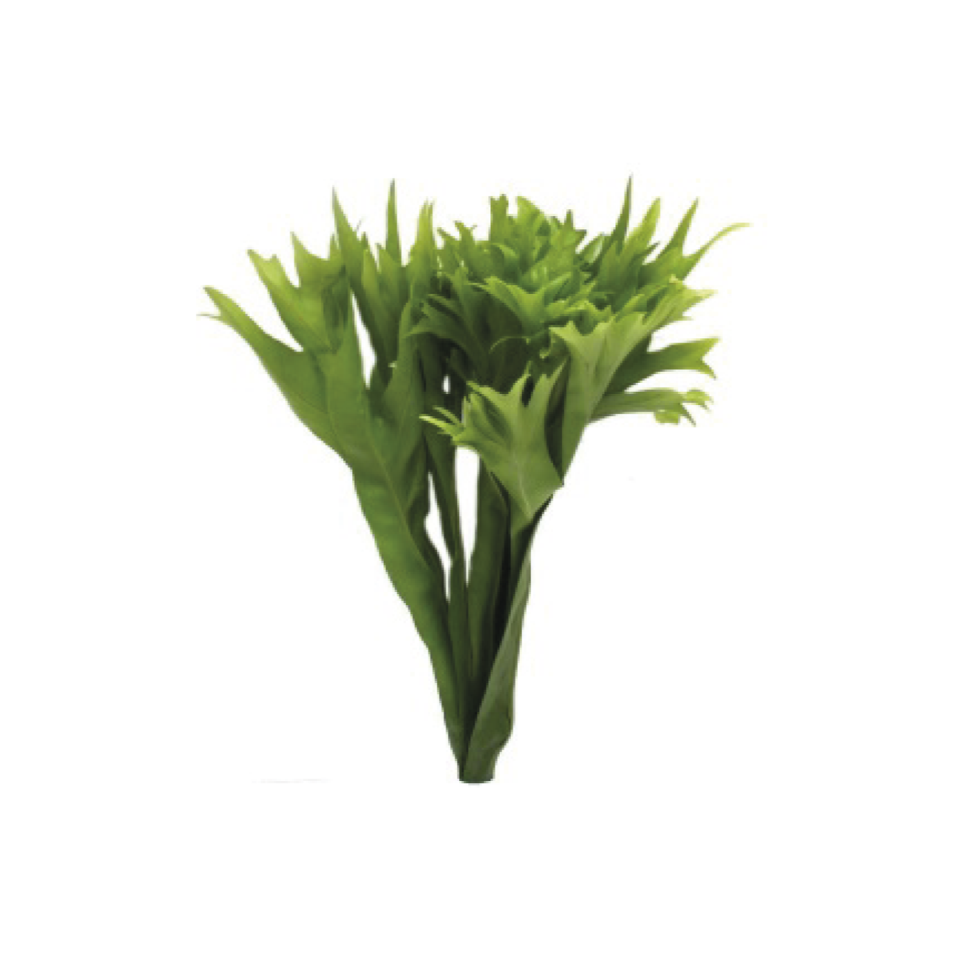 Polypodium 'Cristal' Leaves (x10 (Various Sizes)