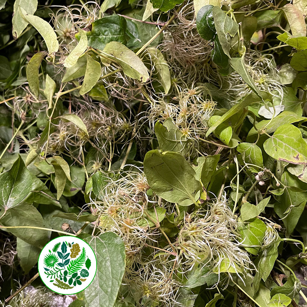 Clematis &#39;Old Man&#39;s Beard&#39; (Wild) (Loose bundle)