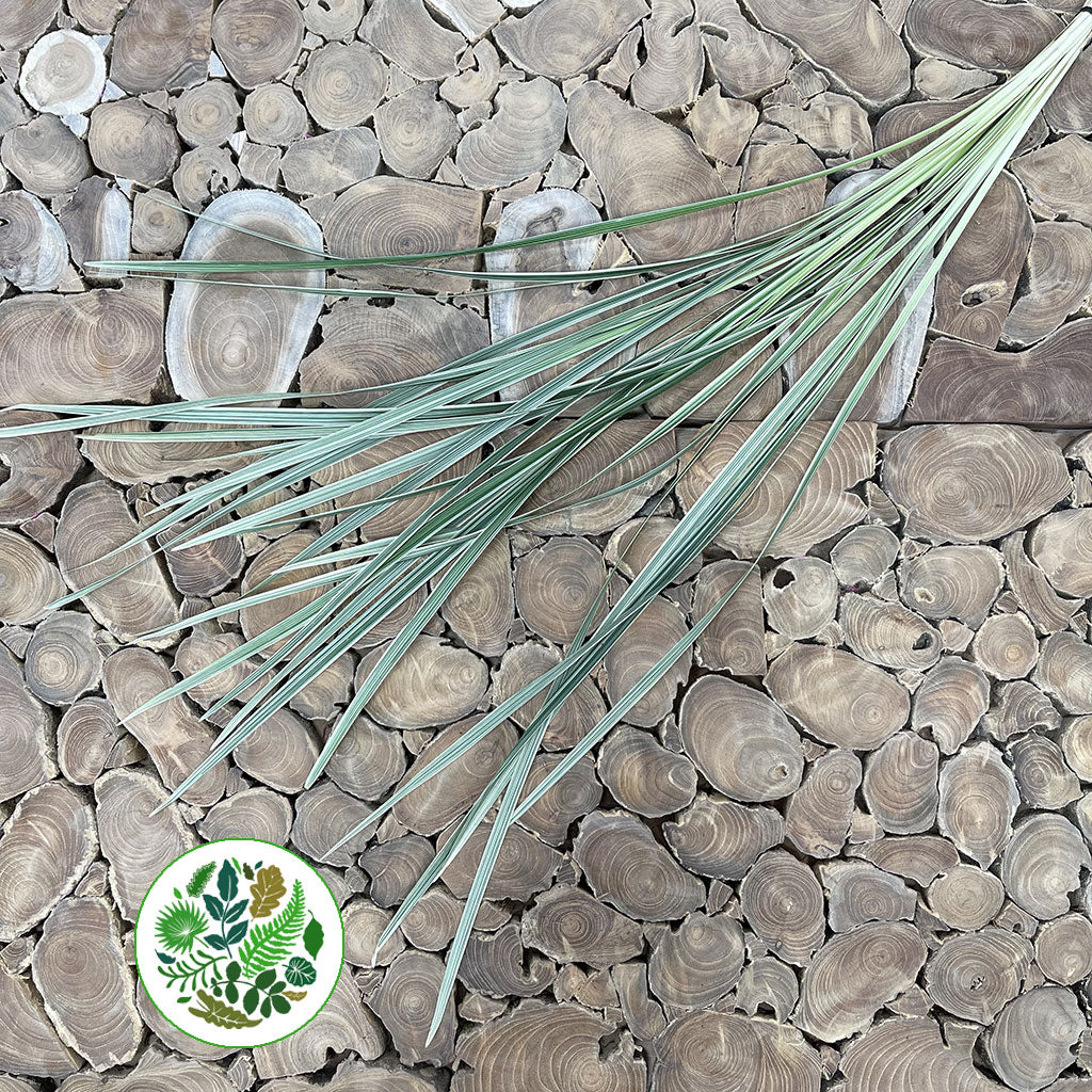 China Grass (Variegated Liriope) 70cm (x25)