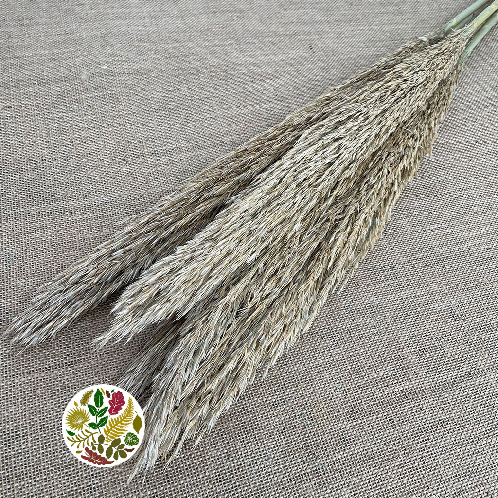 Grass &#39;Reed Grass&#39; (Natural) (DRY) (Premium Quality) (x5)