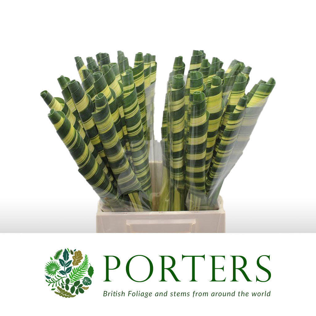 Pandanus (Braided) (Variegated) (x10)