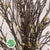Magnolia 'Bud' (Trees) (FRESH) 'Wild' (Various Sizes)