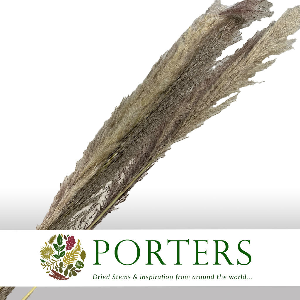 Grass &#39;Pampas&#39; (Thin Natural) (Special Promotion) (DRY) 1.5m (x5)