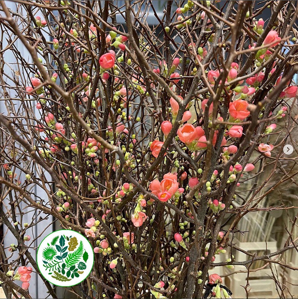 Blossom &#39;Quince&#39; (Pink) (Various Lengths)