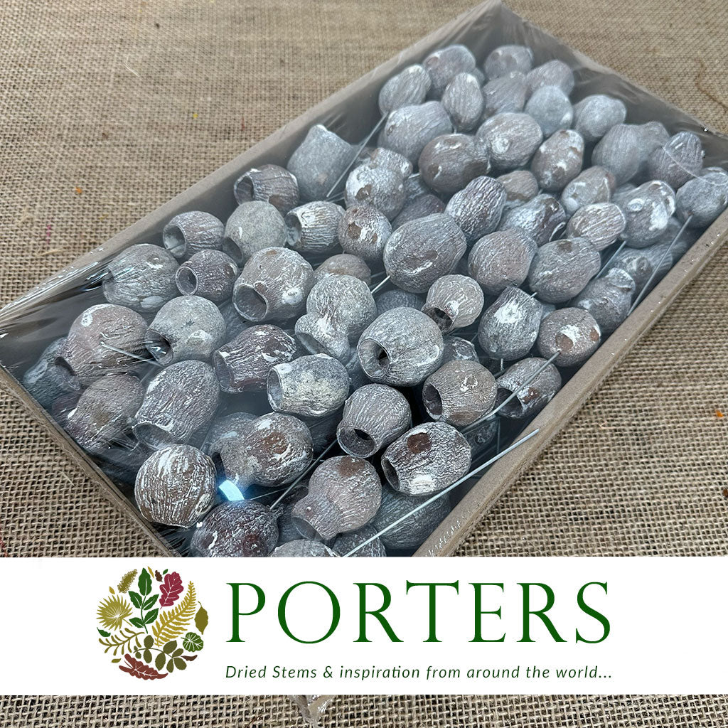 Eucalyptus &#39;Bell Gums&#39; (On Wire) (White Wash) (DRY) (100pcs)