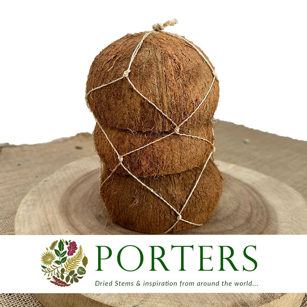 Coconut &#39;Hairy&#39; (Half) (DRY) (3pcs)