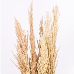 Grass &#39;Pampas&#39; (x8) 120cm (Natural) (DRY)