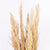 Grass 'Pampas' (x8) 120cm (Natural) (DRY)
