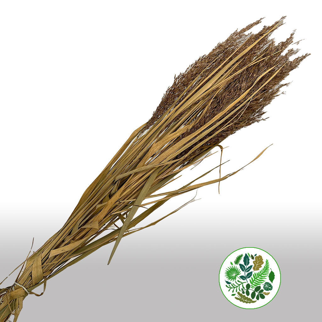 Grass &#39;Siergrass&#39; (DRY) (Wild Bunch) (Natural) 75cm