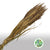 Grass 'Siergrass' (DRY) (Wild Bunch) (Natural) 75cm