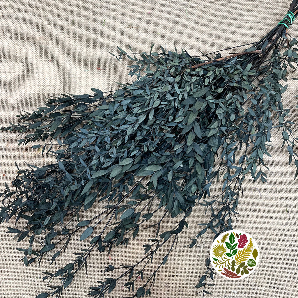 Eucalyptus &#39;Parvifolia&#39; (Preserved) (Green) (DRY)