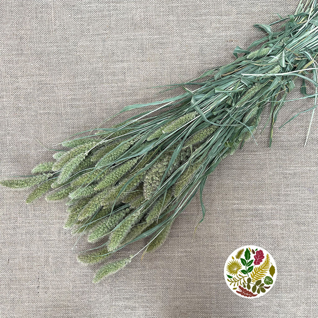 Grass &#39;Setaria&#39; (DRY)