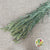 Grass 'Setaria' (DRY)