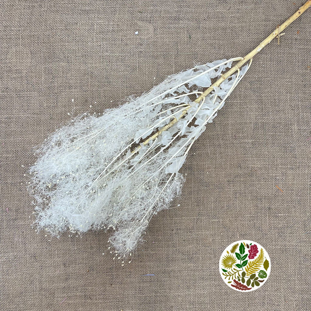 Cotinus &#39;Coggygria&#39; (Bleached) (DRY) 80cm (100g)