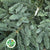 Pine 'Nobilis' (Longer) 5Kg