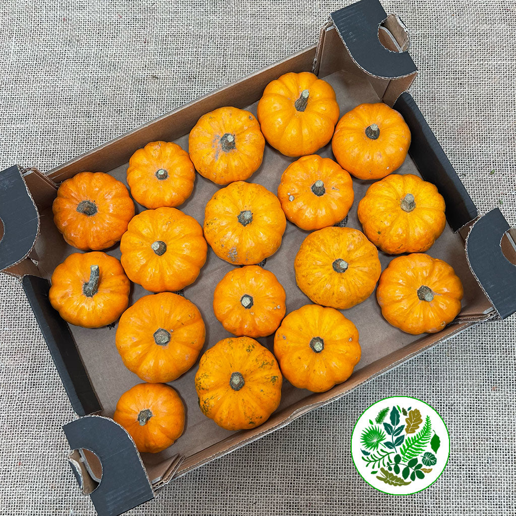 Pumpkinis Small Tray (Mini Pumpkins) (x18)