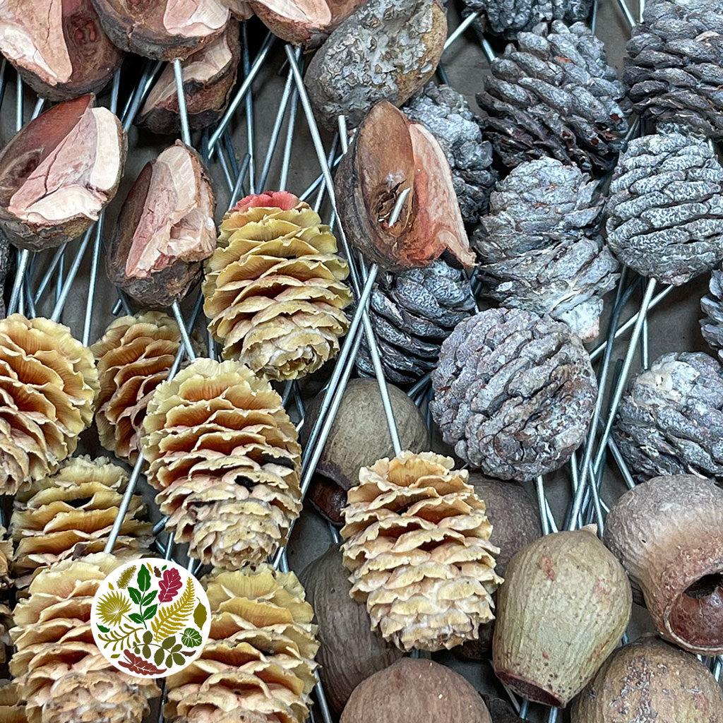 Cones &#39;Leucadendron&#39; (On wire) (Mix Box) (DRY) (Natural)