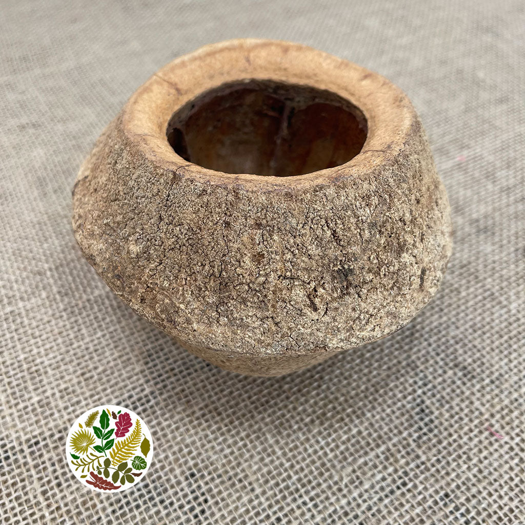 Nuts &#39;Chapeuzinho Pod&#39; (Natural) (DRY) (D10-14cm)