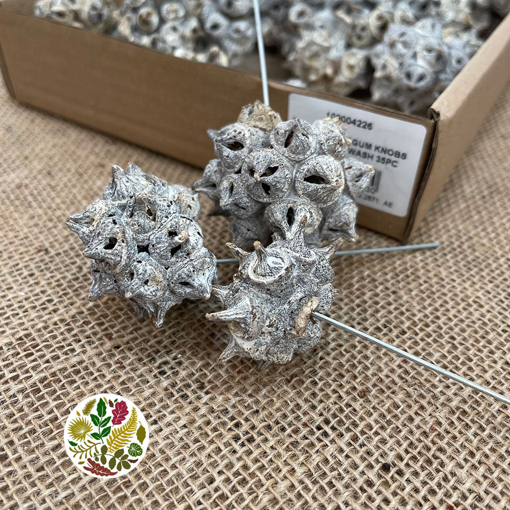 Eucalyptus &#39;Pods&#39; (on wire) White Wash &#39;Spider gum Knobs&#39; (35pcs)