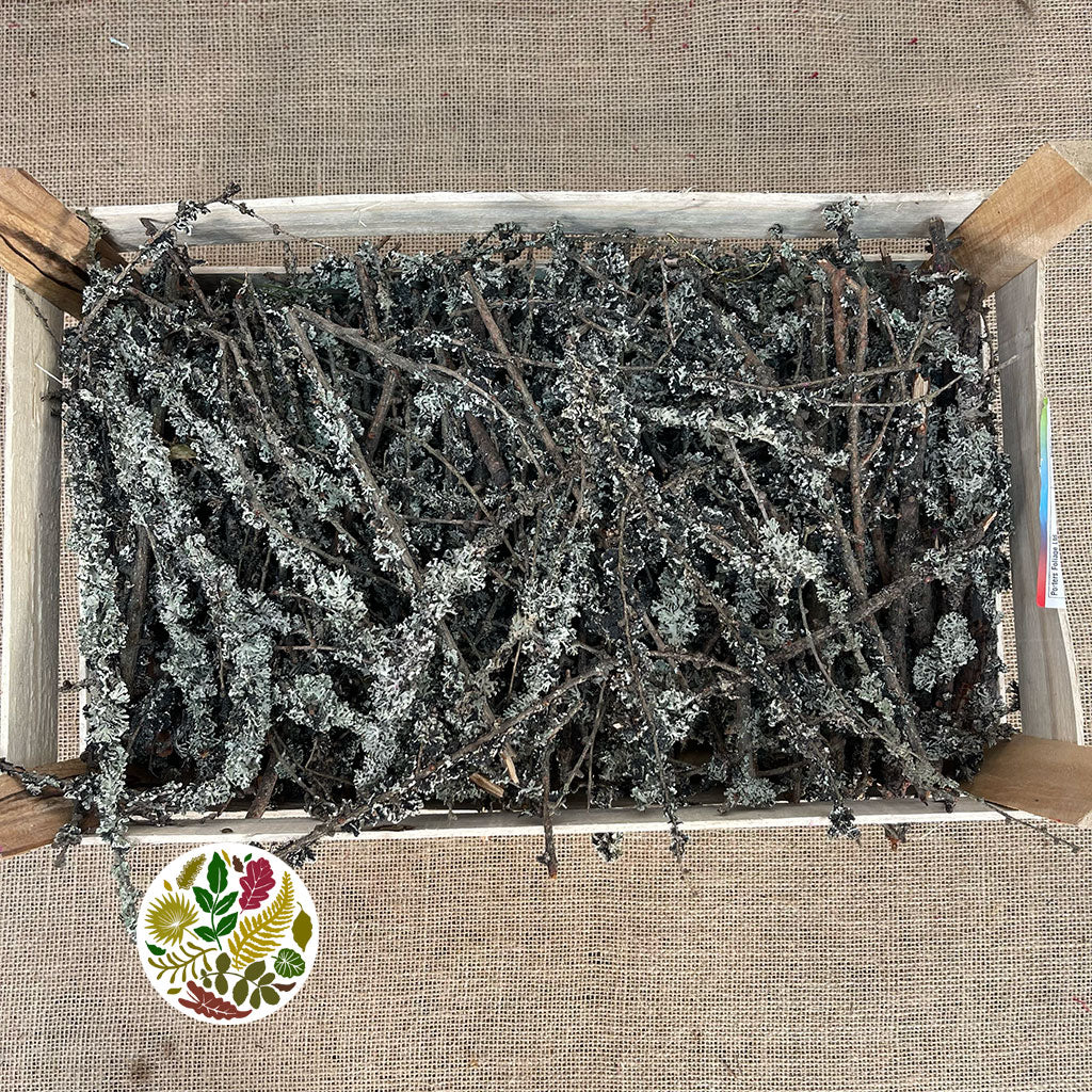 Lichen 'Twigs' Box of small pieces