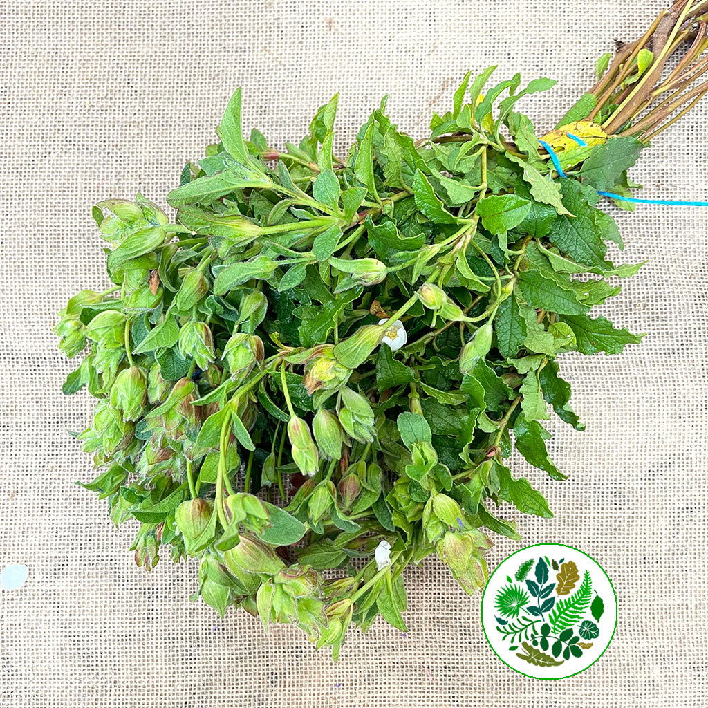 Cistus 'Gallipoli Rose' (Wild)