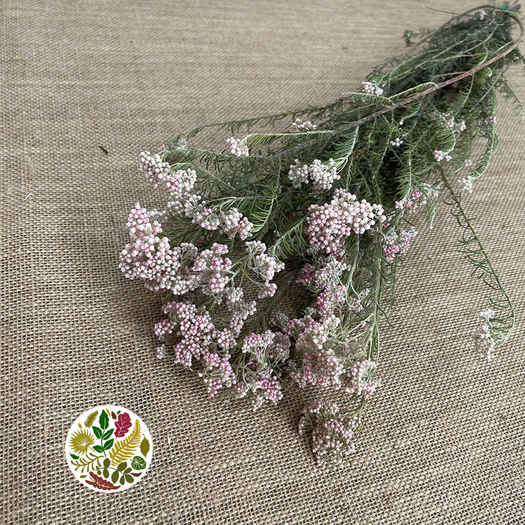 Rice Flower 'Pink' (DRY)