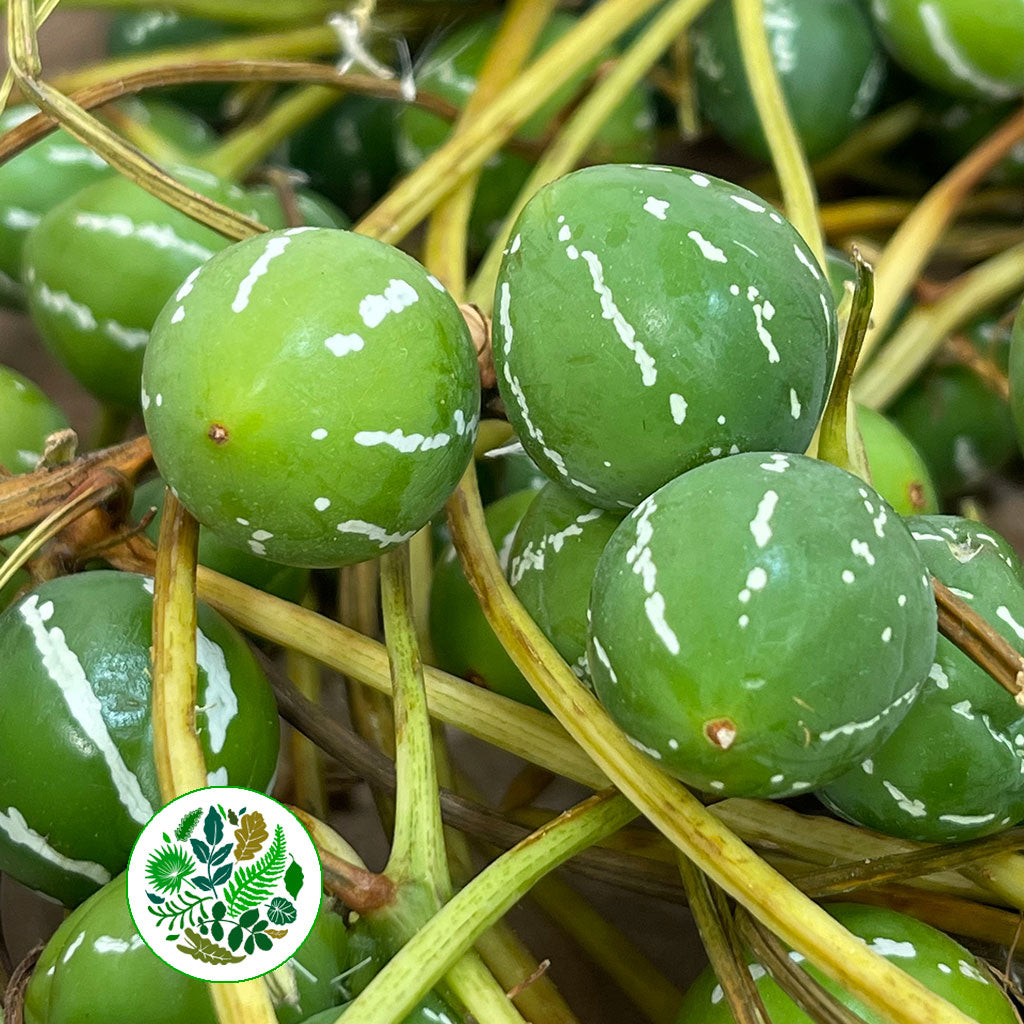 Diplocyclos Palmatus 'Green' (Striped Cucumber) (Per Tray)
