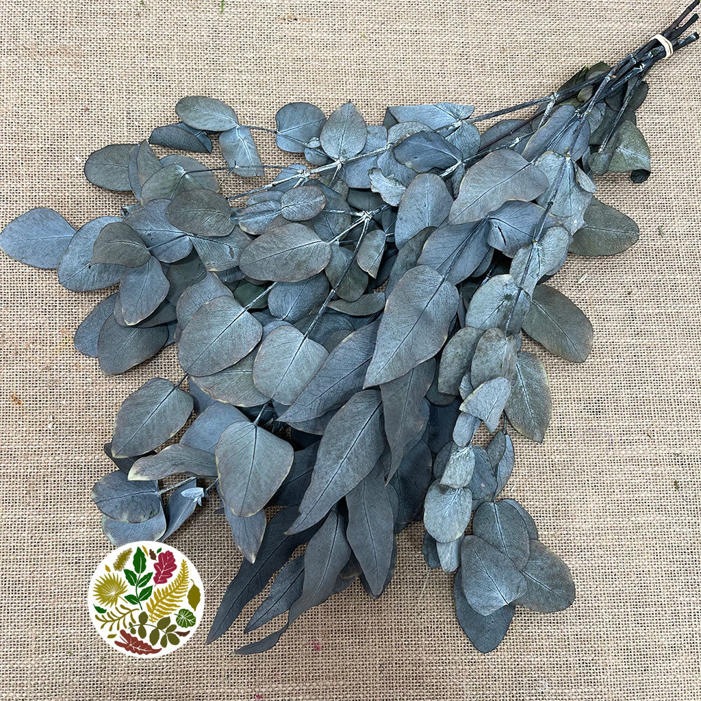 Eucalyptus 'Cineria' (Presserved) (Green) (DRY) (150g)