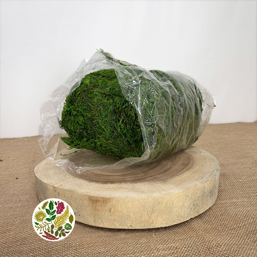 Moss 'Asia' (DRY) (250g)