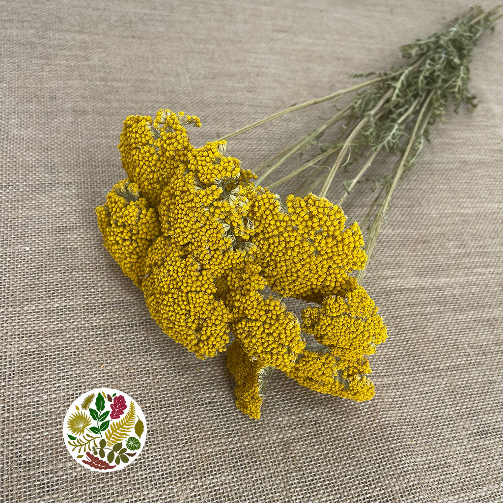 Achillea &#39;Parker&#39; (Natural) (DRY) 60cm (x10)