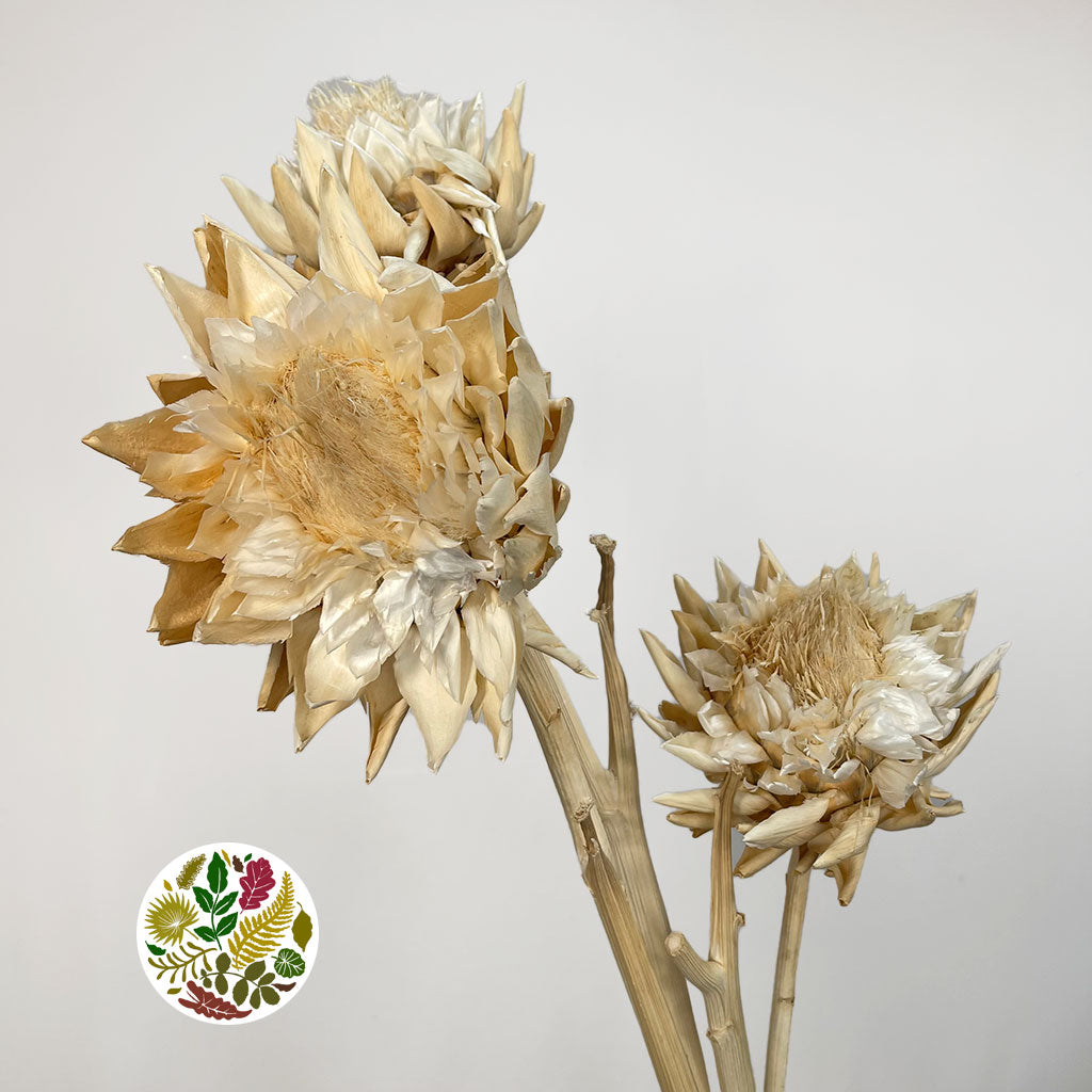 Artichoke (Bleached) 1.2-1.5m (DRY) (per stem)