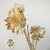 Artichoke (Bleached) 1.2-1.5m (DRY) (per stem)