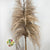 Grass 'Pampas' (Sacuara) (Natural Brown) (DRY) (Various Sizes) (x5)