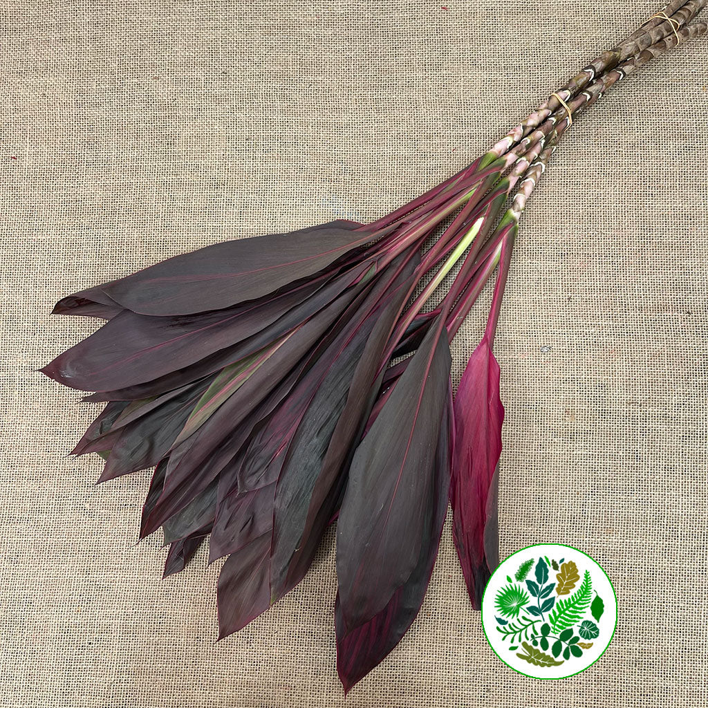 Cordyline Tips &#39;Red Top&#39; 55cm (x5)