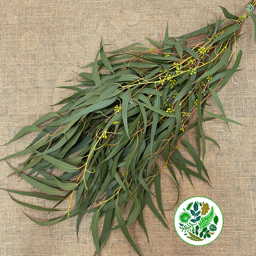 Eucalyptus &#39;Exotica&#39; (300g)