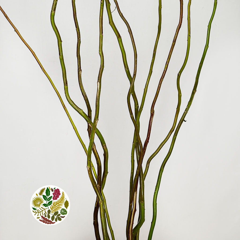 Salix &#39;Twisted Willow&#39; 80-100cm (x10)