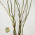 Salix 'Twisted Willow' 80-100cm (x10)