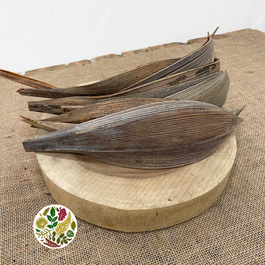 Coconut 'Mini Boats' (Natural) (DRY) (x10)