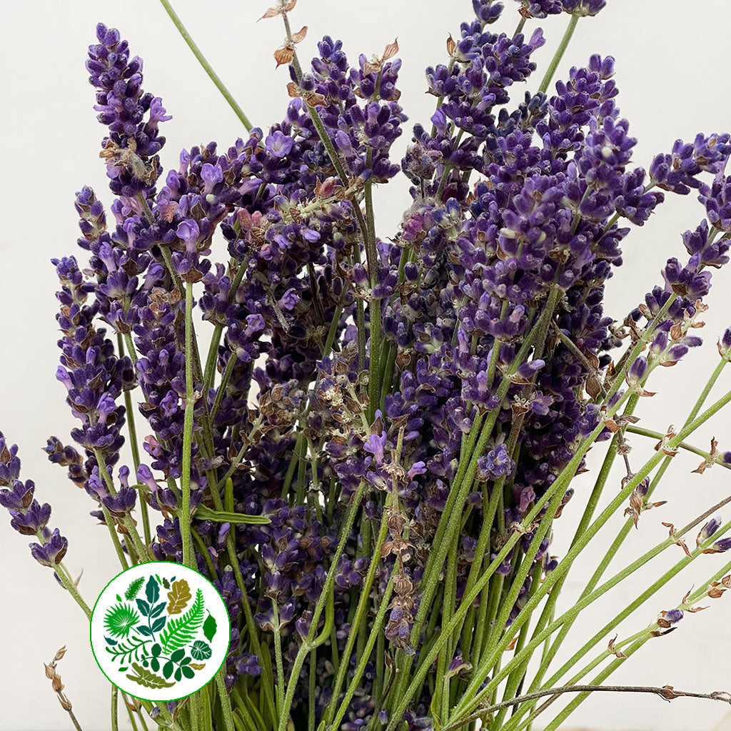 Lavender 'Hidicote' (200g)