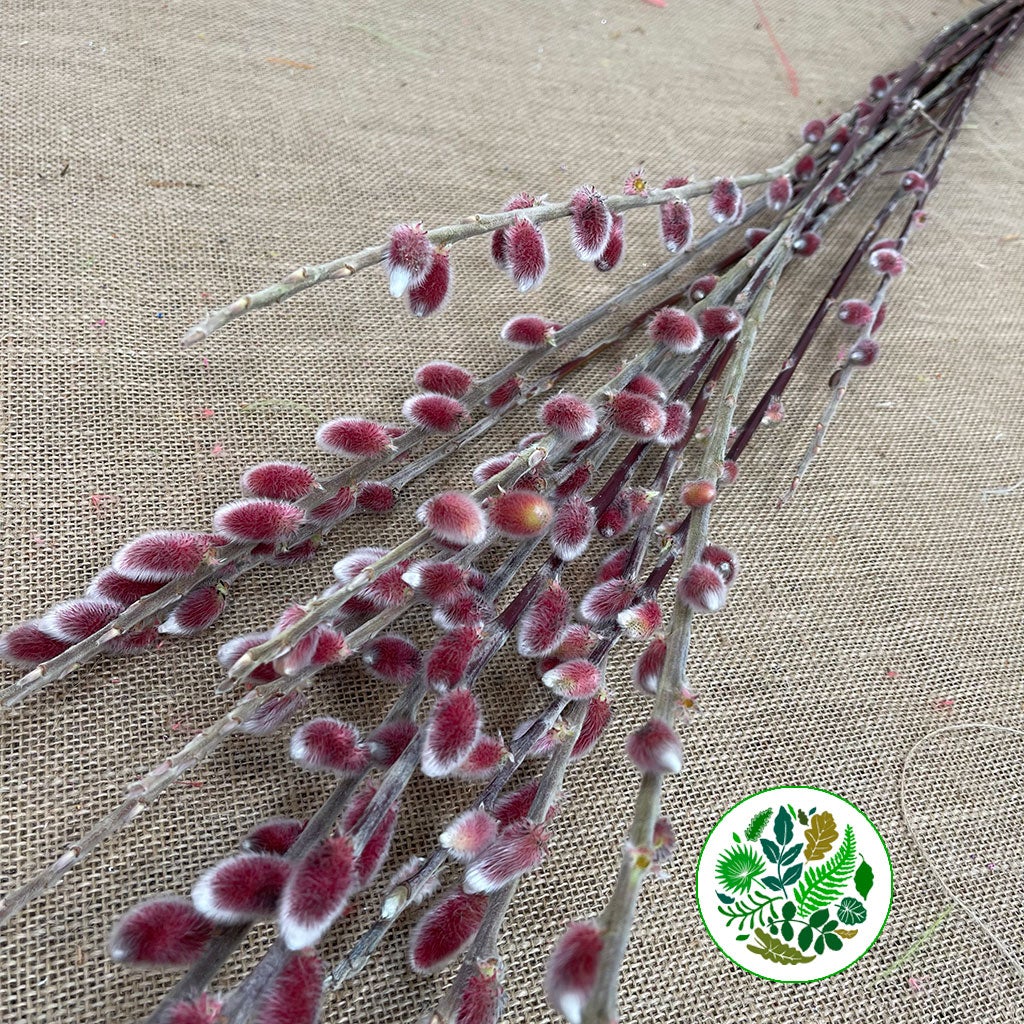 Pussy Willow 'Red Passion' (Various Sizes)