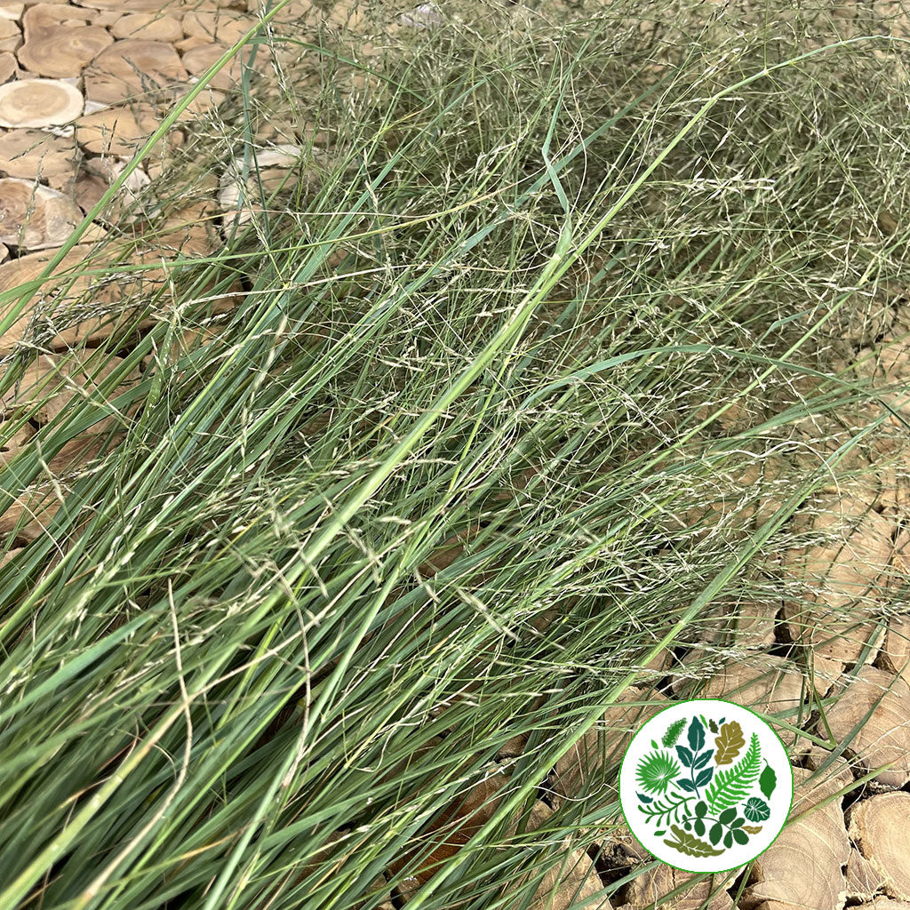 Grass &#39;Spray Grass&#39; Silver (Cultivated E) (x50)