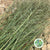 Grass 'Spray Grass' Silver (Cultivated E) (x50)
