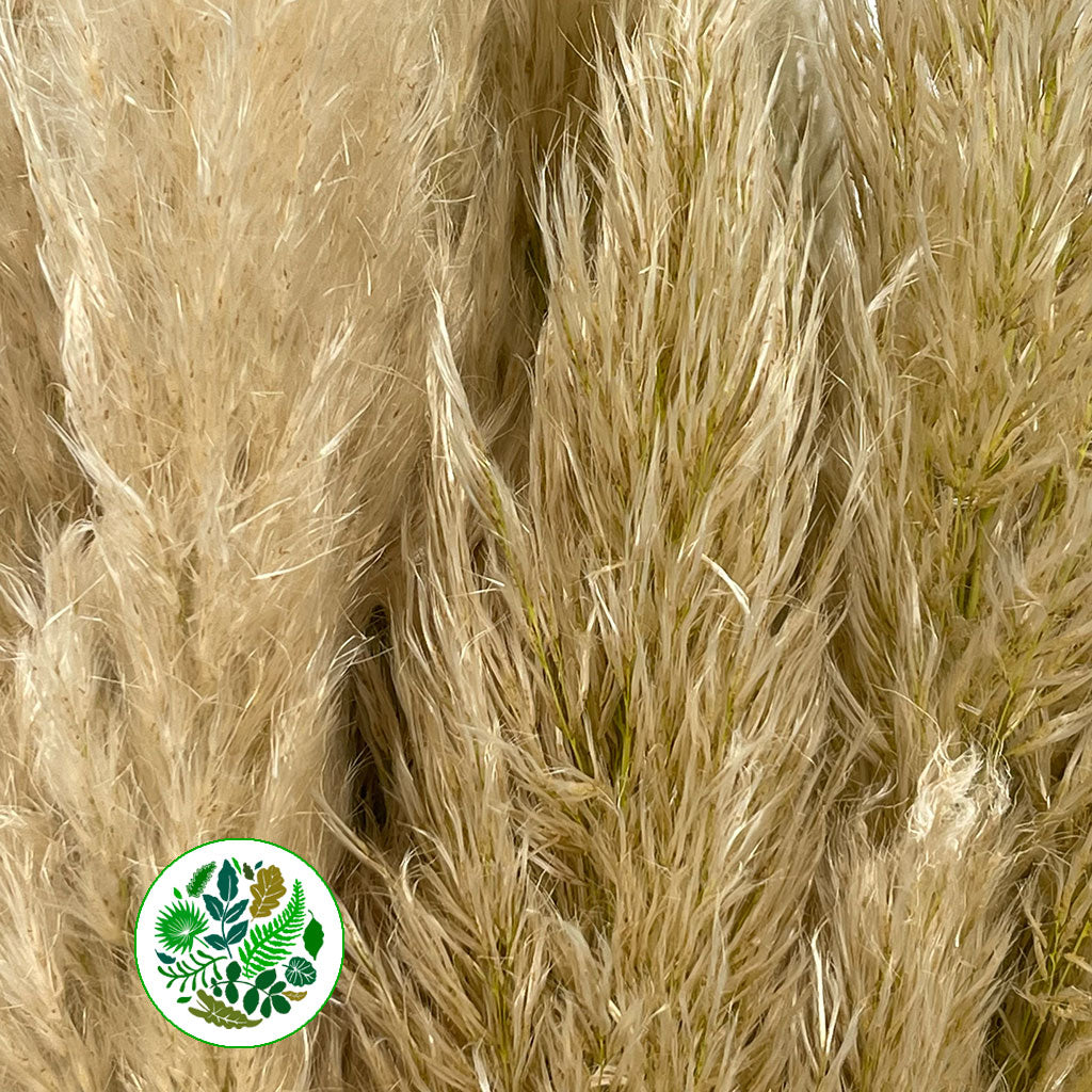 Grass &#39;Pampas&#39; (Fresh) (Wild) (x25 Approx)