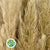 Grass 'Pampas' (Fresh) (Wild) (x25 Approx)