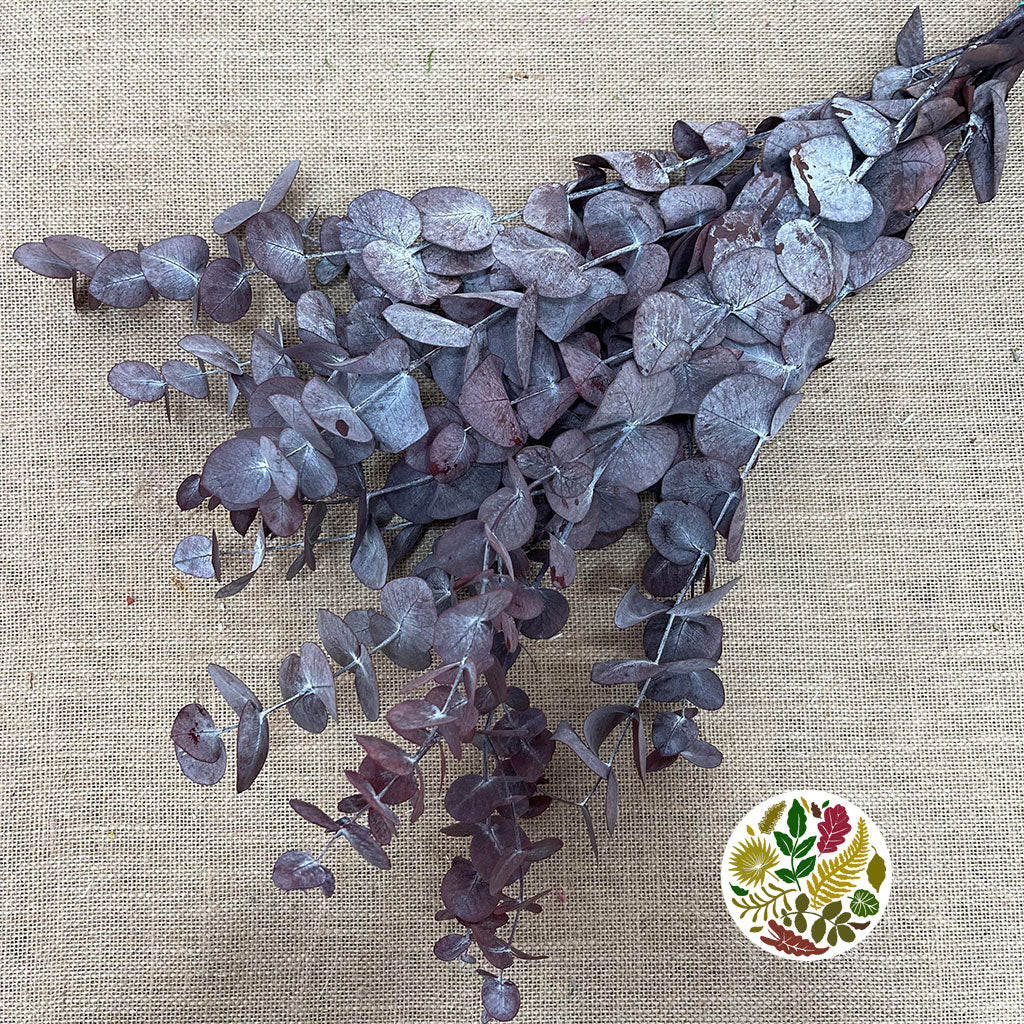 Eucalyptus 'Cineria' (Preserved) (Red) (DRY) (150g)