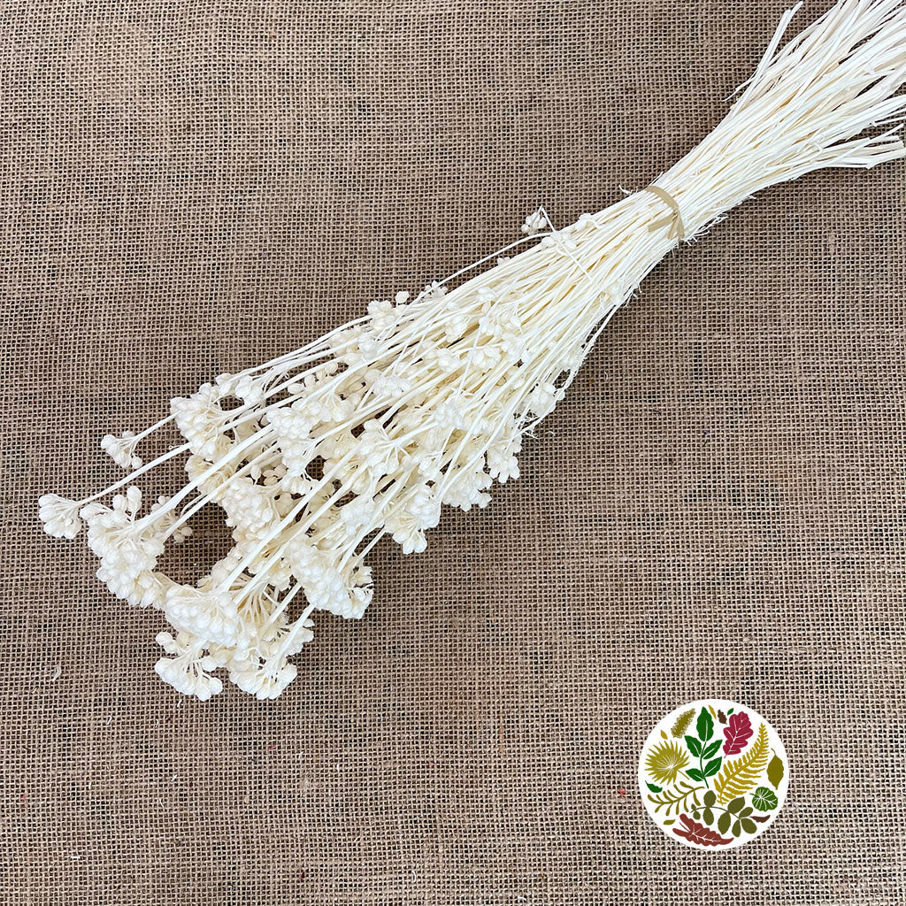 Lonas 'Flower' (Bleached) (DRY)